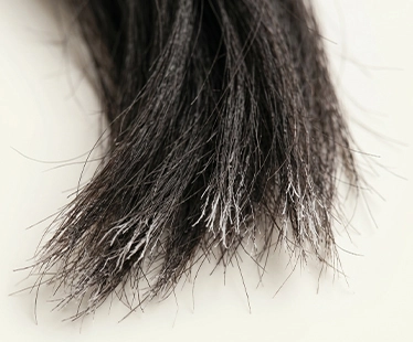 Uneven hair ends that appear white or frayed